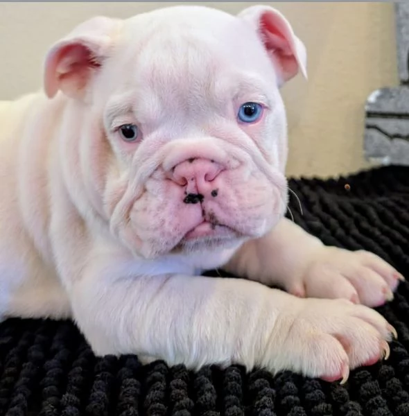 Bulldog inglese cuccioli maschio e femmina | Foto 1