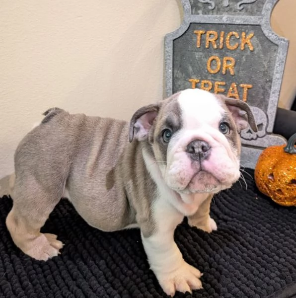 Bulldog inglese cuccioli maschio e femmina | Foto 0