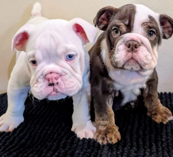 Bulldog inglese cuccioli maschio e femmina