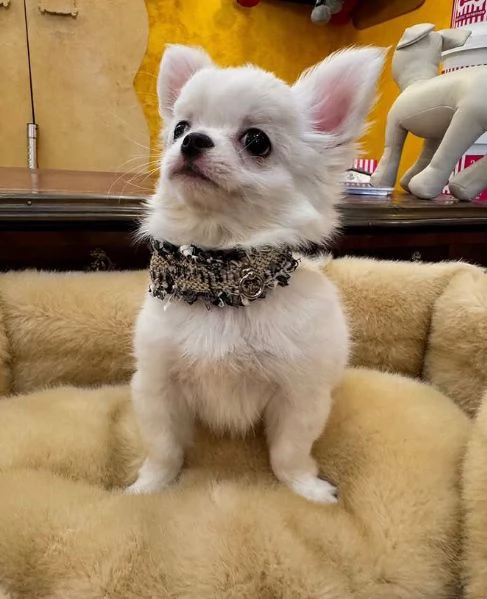 Chihuahua Toy cuccioli maschio e femmina | Foto 0