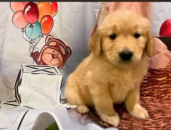 Golden Retriever cuccioli maschio e femmina | Foto 0