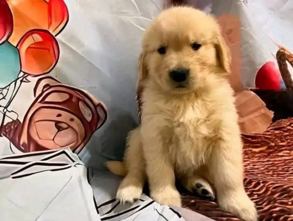 Golden Retriever cuccioli maschio e femmina
