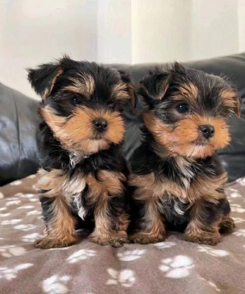 Yorkie cuccioli maschio e femmina