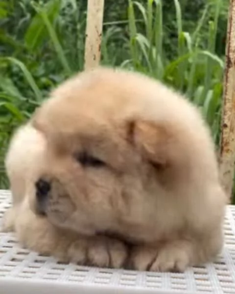 Chow Chow cuccioli maschio e femmina