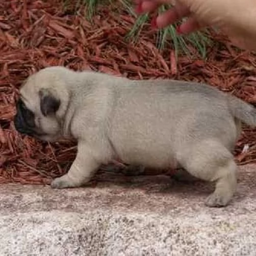 Carlino Pug cuccioli maschio e femmina