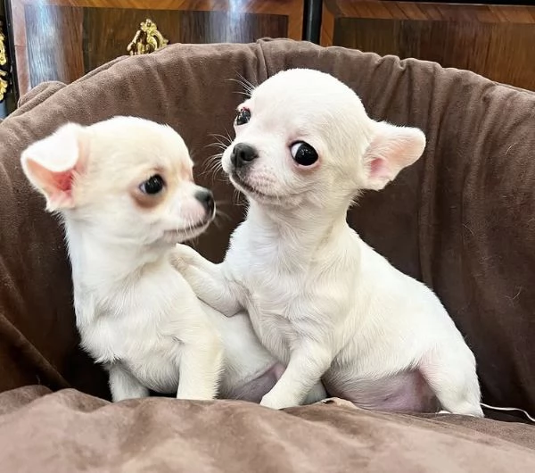  Barboncino Toy cuccioli maschio e femmina | Foto 0