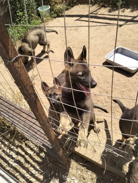 Pastore tedesco alta geneologiahr | Foto 1