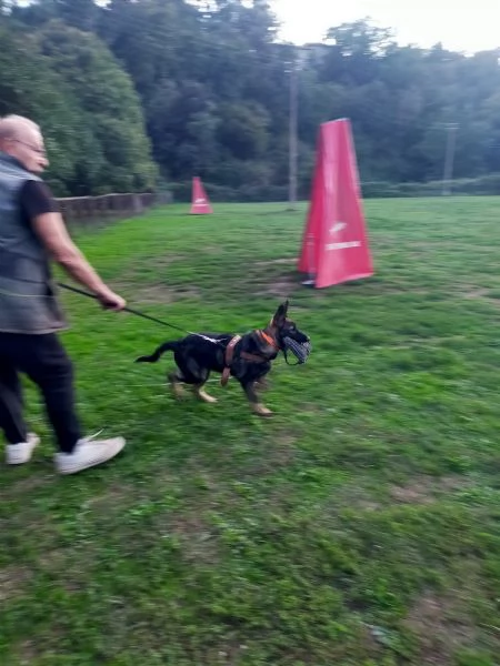 Pastore tedesco alta geneologiahr | Foto 0