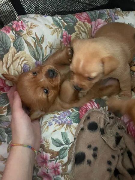 Cucciolo tipo Chihuahua maschio cerca nuova famiglia  | Foto 1