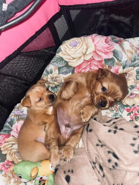 Cucciolo tipo Chihuahua maschio cerca nuova famiglia  | Foto 0