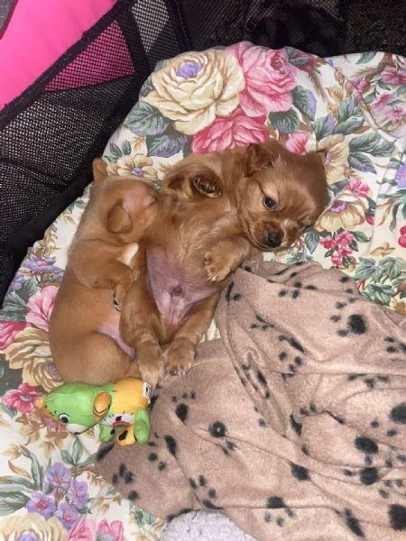 Cucciolo tipo Chihuahua maschio cerca nuova famiglia 