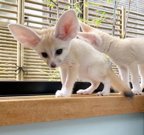 6 volpi del deserto di poche settimane