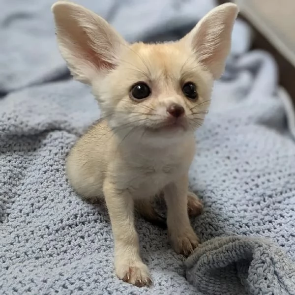 6 volpi del deserto di poche settimane | Foto 0