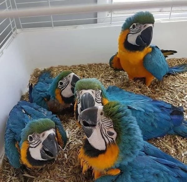 Super 5 Pulcini di ara blu e gialla