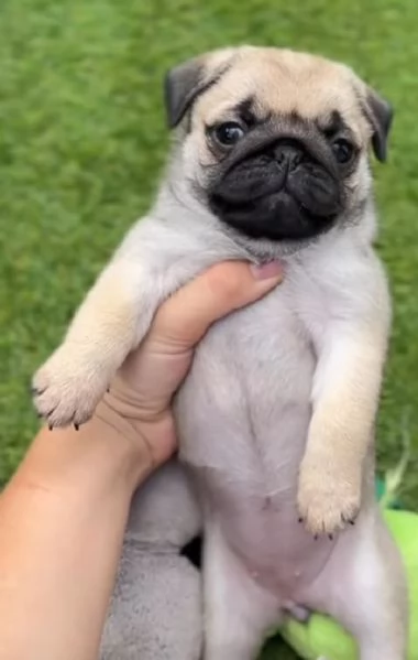 Carlino Pug cuccioli maschio e femmina