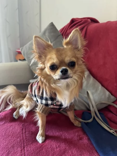 Pedro Chiuaua  | Foto 1