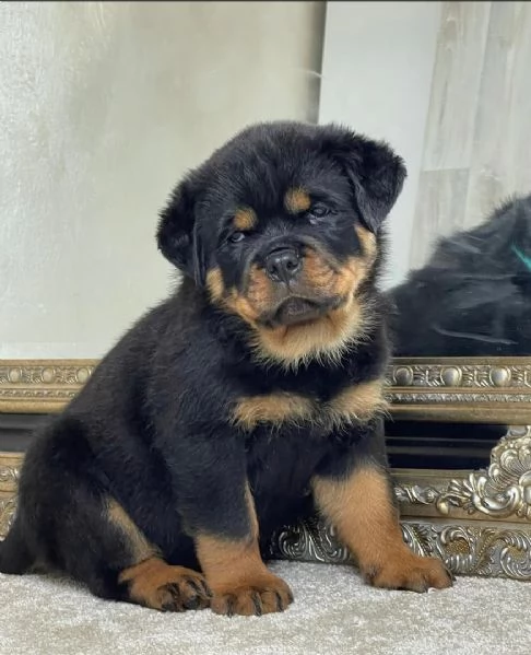 cucciolo di rottweiler disponibile per adozione