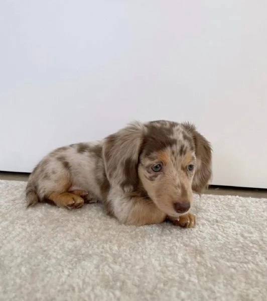 disponibile cucciolo di bassotto per adozione