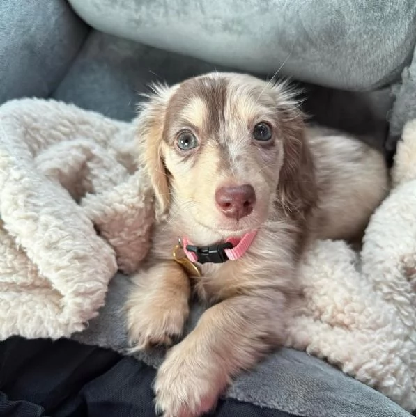 disponibile cucciolo di bassotto per adozione