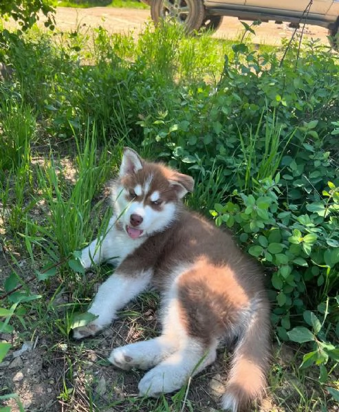 cuccioli di husky disponibili per ladozione