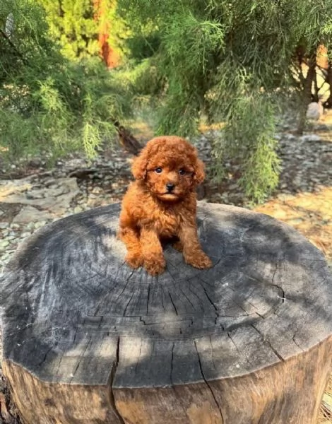 barboncino toy disponibile per ladozione