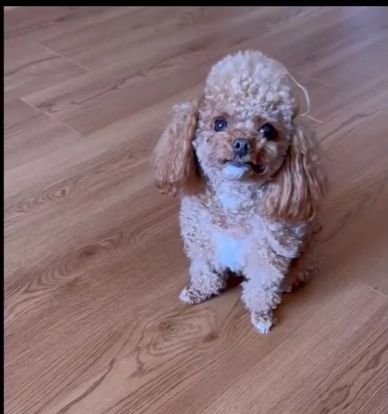  barboncino toy mochi disponibile per ladozione