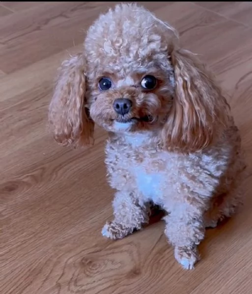  barboncino toy mochi disponibile per ladozione | Foto 2