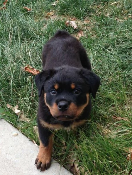 cucciolo di rottweiler disponibile per adozione