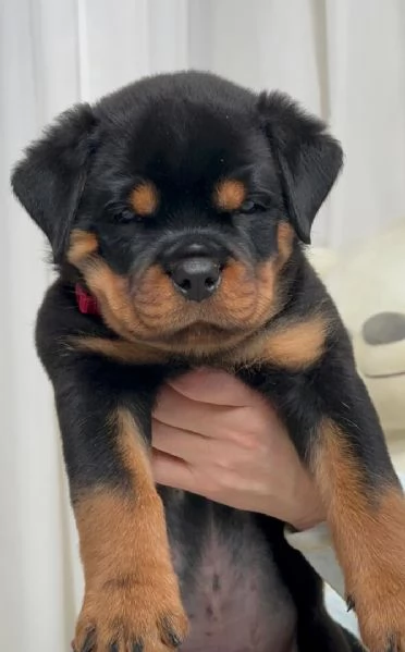 Cuccioli di Rottweiler disponibili per ladozione