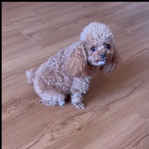 barboncino toy mochi disponibile per ladozione | Foto 2