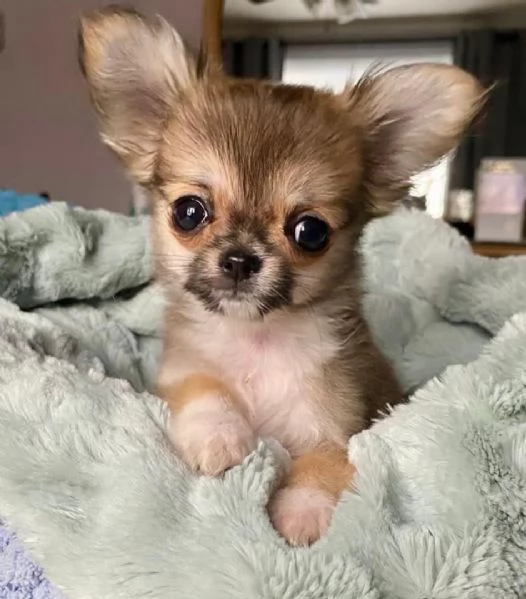 Cuccioli di Chihuahua disponibili per ladozione