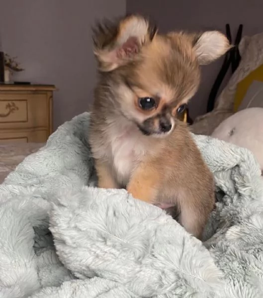 Cuccioli di Chihuahua disponibili per ladozione | Foto 1