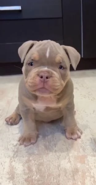  Cuccioli di pitbull disponibili per ladozione | Foto 2