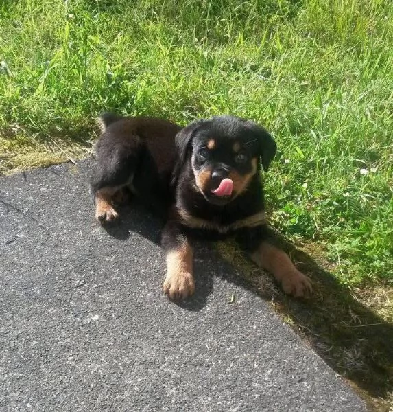 cucciolo di rottweiler disponibile per adozione