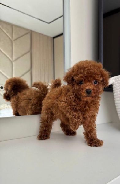 Cuccioli di barboncino Toy red - Animali In vendita a Bari