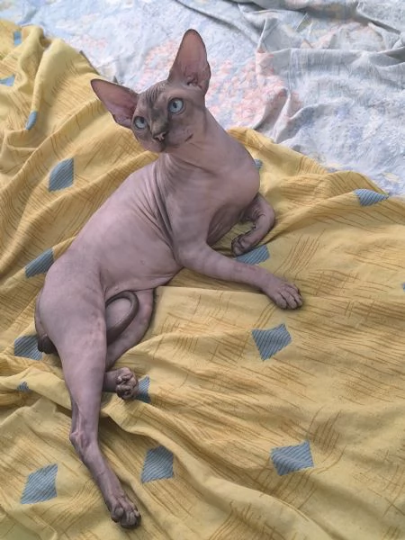 Gatto sphynx Donskoy Donsphynx 