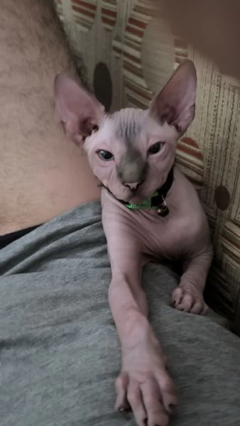 Gatto sphynx Donskoy Donsphynx  | Foto 5