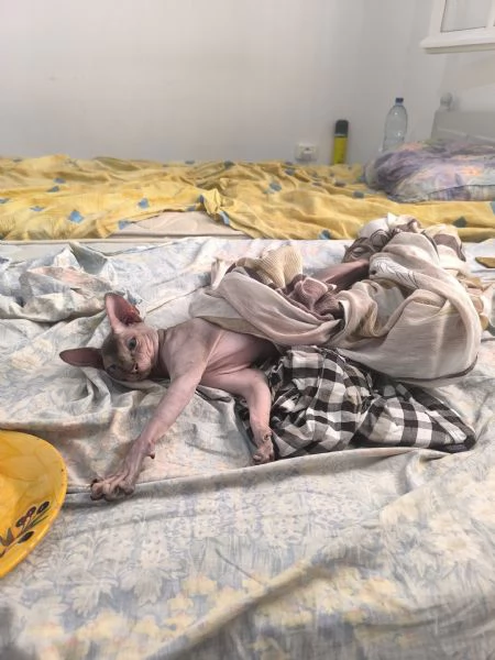 Gatto sphynx Donskoy Donsphynx  | Foto 4