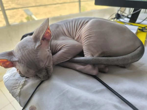 Gatto sphynx Donskoy Donsphynx  | Foto 3