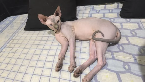 Gatto sphynx Donskoy Donsphynx  | Foto 2