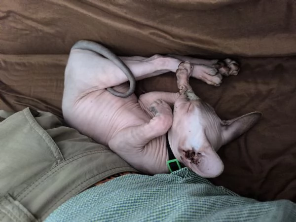 Gatto sphynx Donskoy Donsphynx  | Foto 1