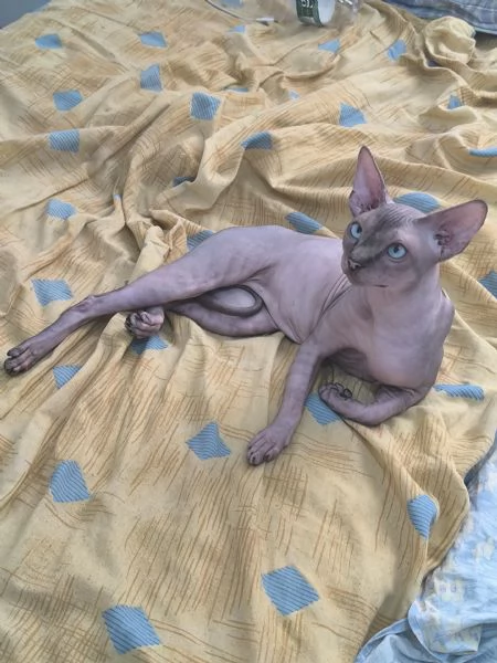 Gatto sphynx Donskoy Donsphynx  | Foto 0