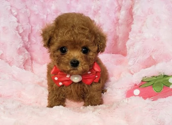 Barboncino red | Foto 0