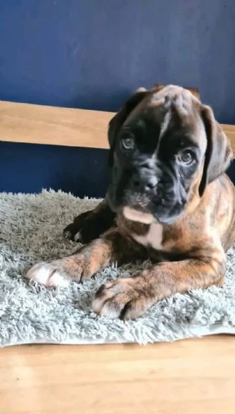 Boxer cuccioli maschio e femmina