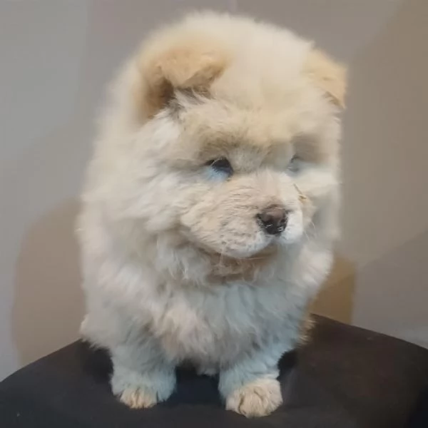 Regalo Chow chow cuccioli maschio e femmina