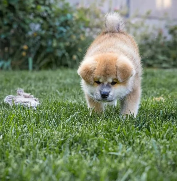Akita Inu cuccioli maschio e femmina
