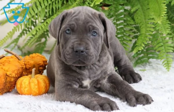 Cane Corso  cuccioli maschio e femmina | Foto 0