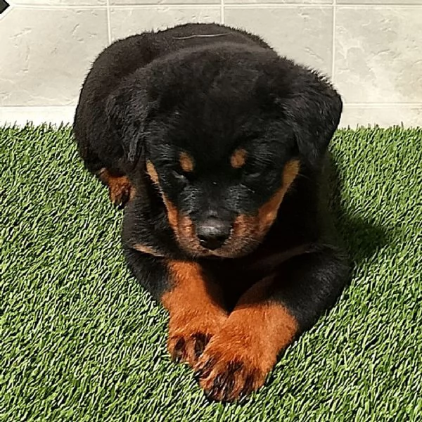 Rottweiler cuccioli maschio e femmina