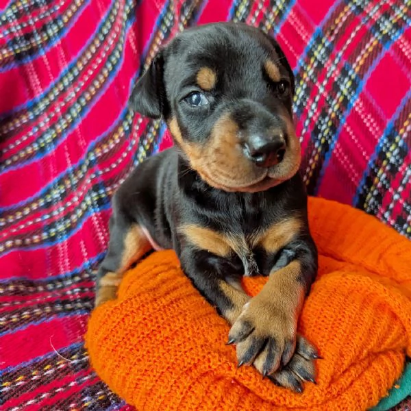 Dobermann cuccioli maschio e femmina | Foto 0