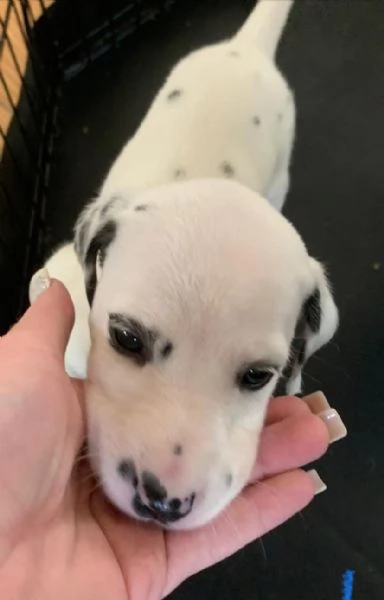 Dalmata cuccioli maschio e femmina | Foto 2